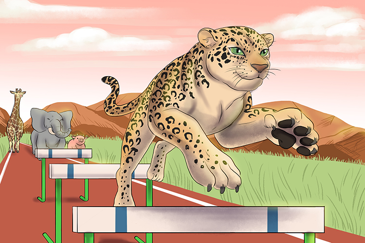 Because they were so good at leaping, the leopards were always way ahead in the animal Olympics hurdles event.